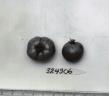 Click for 1 image(s) for this accession. FRUIT